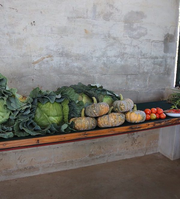 Collaboration and integration of UN agencies under ZIRP improves agricultural productivity in irrigation schemes